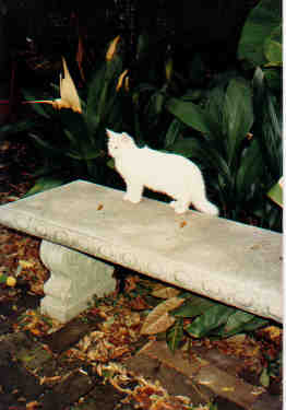 Cat In Courtyard